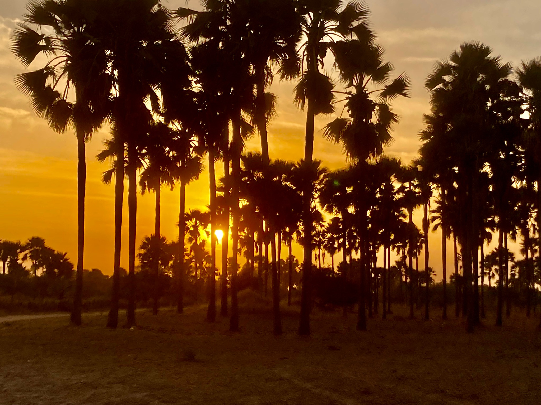 Palmiers au coucher du soleil dans le Sine-Saloum