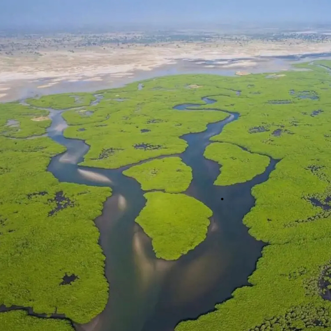 Vue aérienne de la mangrove et des bolongs